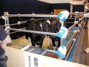 農水省のブースでは双子のクローン牛が実際に搬入されていた