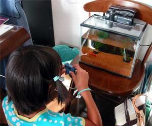 デジタルカメラを使って、飼っている金魚を撮影