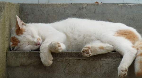 階段の日陰でのんびり寝てたおっとり猫