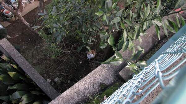広角側で撮った崖下の猫。こんなに小さい（2008年12月撮影 キヤノン「PowerShot SX1 IS」）