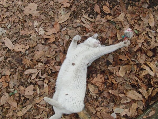 こちらは枯れ葉の上でおもちゃと戯れる地域猫。必死に伸ばした手がかわいい……というか寝転がったまま遊んでもらおうというのは不精過ぎ（2009年2月撮影 カシオ「EX-FC100」）