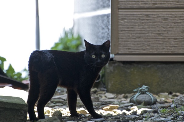 狭い日陰の路地を遠ざかりつつ、振り向いたところをパチリ。きれいな黒猫である。その向こうは海（2009年6月 ニコン D90）