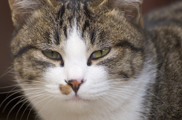 きりっとした丸顔。短毛の猫はこのくらいアップにしてもちゃんと顔の輪郭がはいります（2010年1月 Nikon D90） 