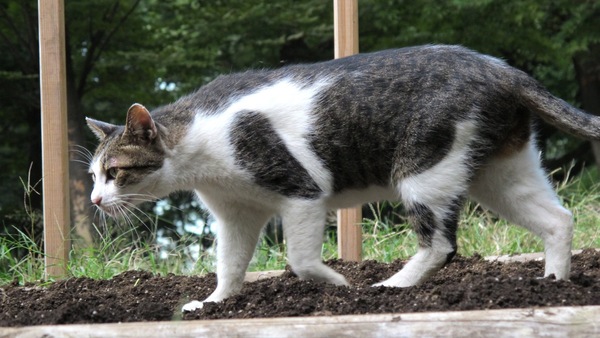 花壇を横切る猫をローアングルで狙ってみた（2010年10月 キヤノン Powershot G12）