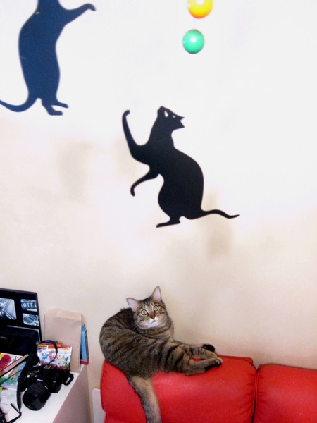 天井からぶら下がって揺れている黒猫のモービルに、なぜか気をとられている「かふか」を上から狙ってみた（2010年9月 キヤノン Powershot S95）