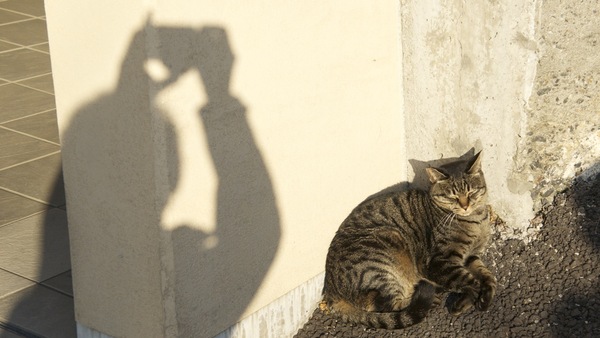 撮影してる自分の影と一緒にお昼寝猫撮影（2010年12月 ソニー NEX-5）