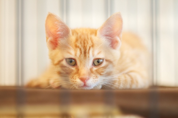 猫カフェにて、まだケージに入っていた子猫をちょっと離れて撮ってみた。ふわふわです（2009年11月 ニコン D90 + 85mm F1.8）