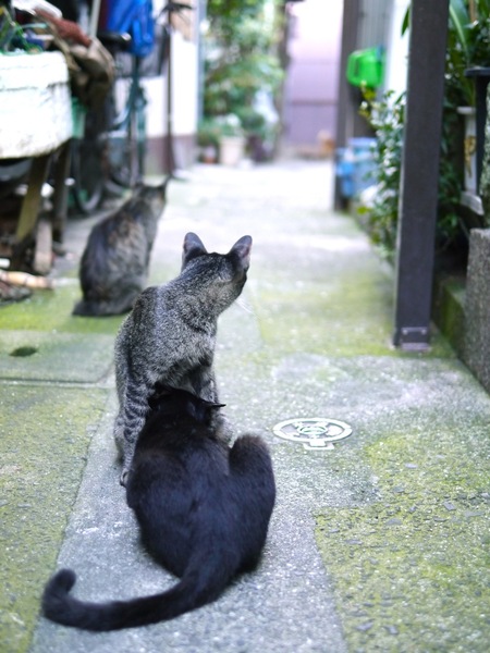 朝6時の猫。見ての通り、多分幅1mちょっとで人がすれ違うのがやっとという狭い路地に猫が3匹。黒猫はどうも乳を吸おうとしているらしい。いや、そこまで子猫じゃないだろうキミは、とつっこみたくなるのを我慢して撮影（2011年8月 パナソニック DMC-G3）