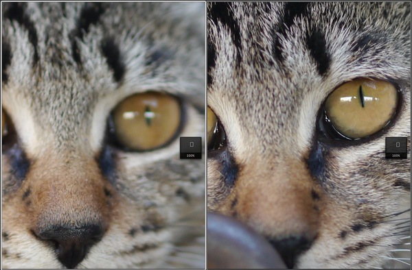 同じ場所で撮った2枚の写真を等倍表示で比較してみた。左が鼻にピントが合っちゃった例。右はきちんと目にピントを合っている