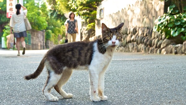 夏の小さな温泉街。人を見たらついていく人なつこい猫でありました（2012年7月 オリンパス OM-D E-M5）