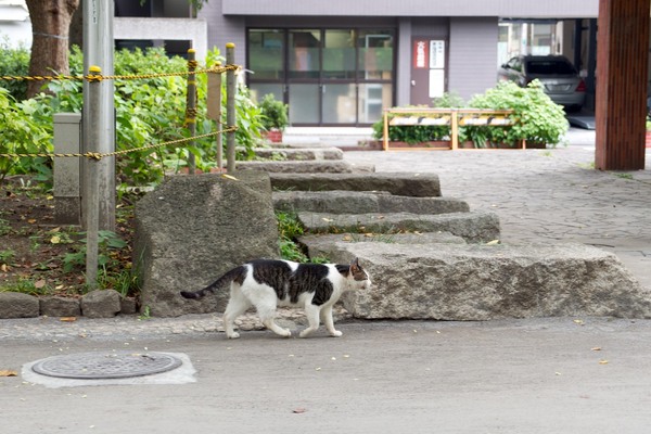 猫と一緒に歩きながら撮ってみた。腰を思いきりかがめて手を下にだらんと伸ばしてできるだけ低い位置にカメラを構えて、と、疲れる姿勢で撮影（2012年7月 オリンパス OM-D E-M5）