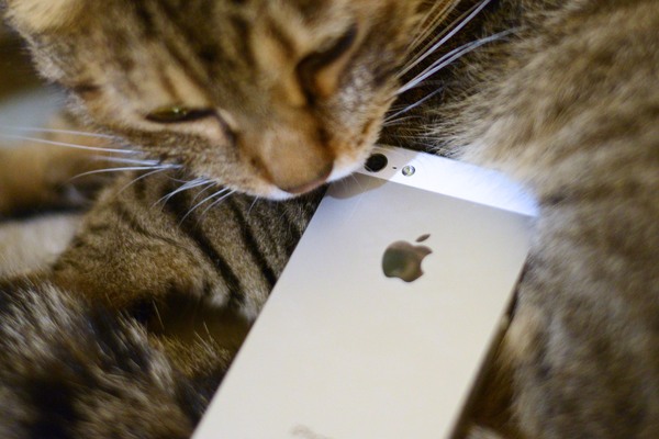 背面がツートーンになり、長細くなった「iPhone 5」。うちのかふかと一緒に撮ってみました（2012年9月 ニコン D600）