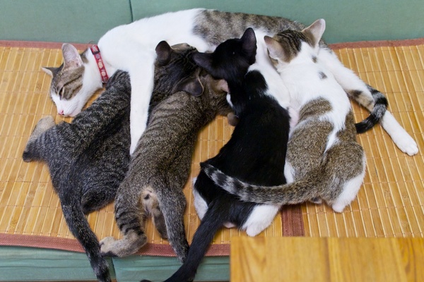 やがて全員が昼寝から目覚め、母猫のお乳に吸い付いてお昼ご飯。このときはみんな必死（2012年10月 オリンパス OM-D E-M5）