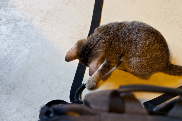 バッグのヒモにちょっかいを出しにきた子猫。好奇心旺盛で動くモノは何でも気になるお年頃なのだ（2012年10月 オリンパス OM-D E-M5）