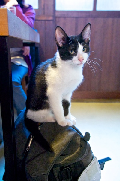 白黒の子猫がいつのまにかバックパックの上にちょこん。器用にバランスをとって座るもんです。子猫だから身体に比べて耳が大きくてそれがまたたまらん（2012年10月 オリンパス OM-D E-M5）