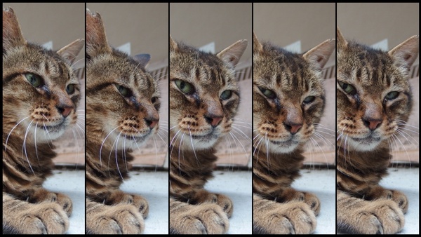 猫がこっちを向く瞬間を「スピード」テーマで撮ってみた。ちょっとした動きを5枚で表現（2013年7月 オリンパス XZ-10）