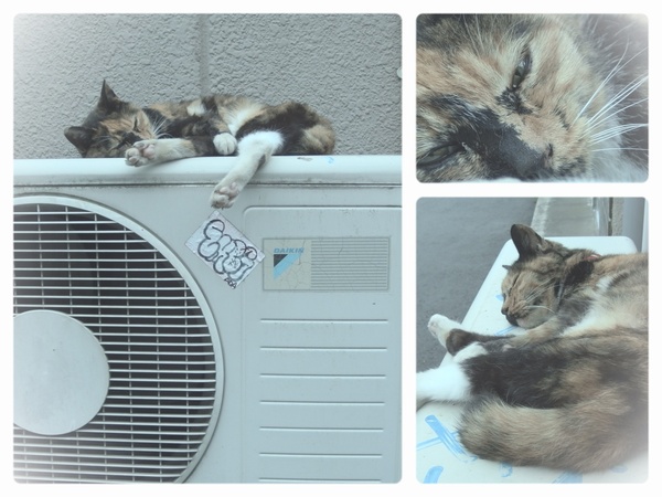 室外機（ちなみにエアコンは動作してません）の上でお昼寝……というか夏バテしてた飼い猫（2013年7月 オリンパス XZ-10）