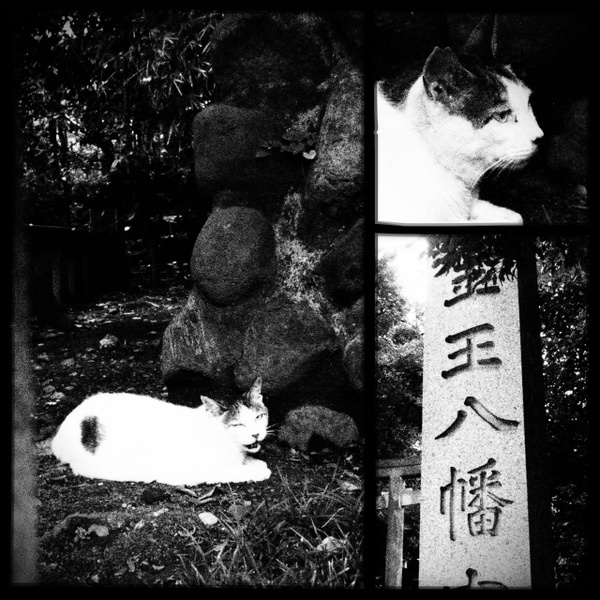 ざらっとしたラフモノクローム風フィルターをかけて神社で見かけた猫を撮影。1枚は神社の名前を入れてみた（2013年7月 オリンパス XZ-10）