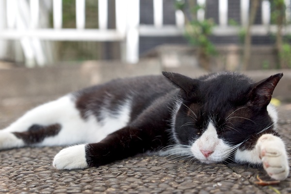 きれいなハチワレ＆手の先が靴下をはいてるみたいに白くて愛らしい猫。だらんとお昼寝中（2013年8月 オリンパス OM-D E-M5）