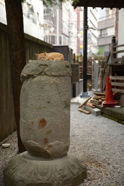 高さは1m20cmくらいか。かつてはお寺にあるべき何かであった石の柱も今は猫のお昼寝場所。ちょっと高いのが猫的にはよいようだ（2014年7月 ニコン D600）