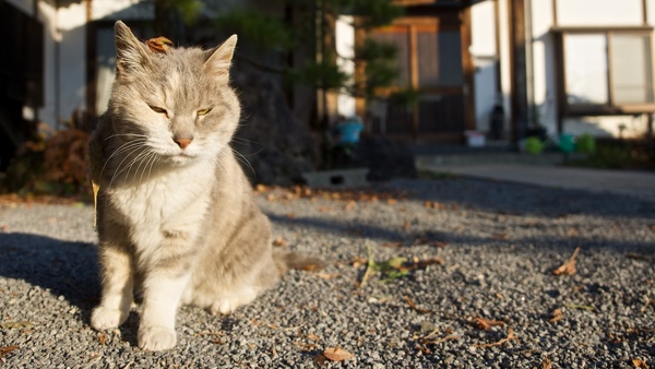 頭にのっけた葉っぱがおしゃれなグレーの猫さん。日陰側に顔を向けてちょこんと座った。私は日差しが顔にあたった写真を撮りたかったので、そっと猫の反対側に移動し、順光にして撮影。だからちょっとまぶしそう（2014年11月 オリンパス OM-D E-M1）
