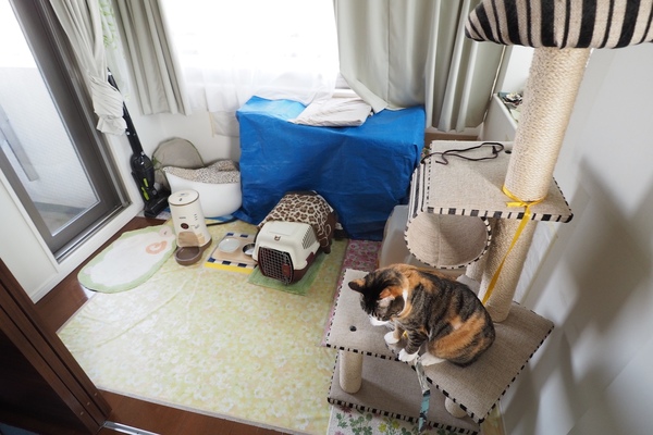 小梅の部屋。「OLYMPUS AIR」に広角レンズをつけて、上から狙ってみた。一番日当たりがいい部屋が猫専用とは、猫愛にあふれております（2015年4月 オリンパス OLYMPUS AIR A01）