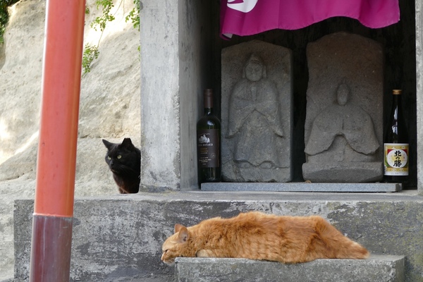 冒頭猫は実はこんな格好で石段からアゴをはみ出させてくつろいでたのであった。うちの猫もこうやってアゴをのっけたりはみ出させるのが好き。索敵警戒中の黒猫とそんなの気にしない長毛茶猫の取り合わせが面白い（2015年5月 パナソニック DMC-FZ1000）