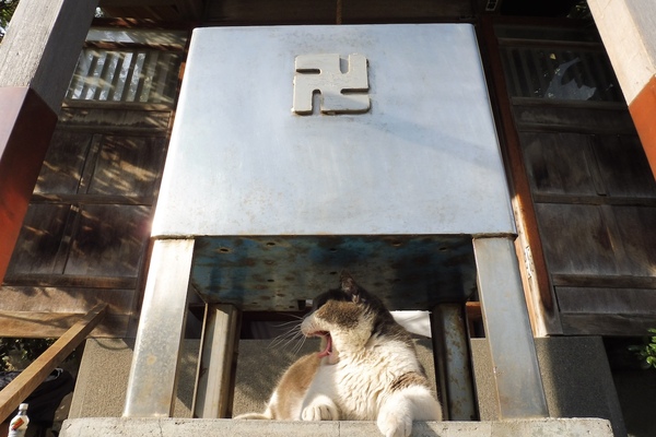 猫と卍。お堂前にある賽銭箱に隠れて寝てたグレーのハチワレ。遠くから望遠でも撮ったけど、ギリギリまで近づいて広角で下から狙った方が面白い絵になったのでこちらを採用（2015年5月 パナソニック DMC-TZ57）