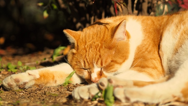 光合成でもしてるかのごとく、太陽に身体をさらしてお昼寝の猫。気持ちよさそうでありました（2015年1月 オリンパス AIR A01）