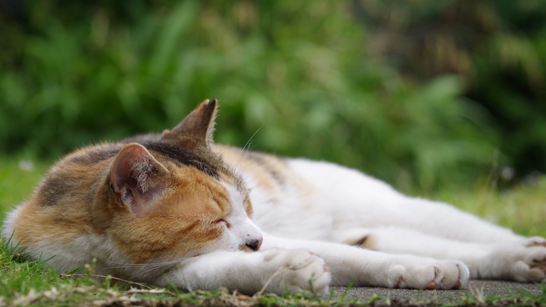 気持ちよさそうに寝てる猫を望遠で。さすがフルサイズのカメラ。きれいにぼけてて写りがいい。地面すれすれにカメラを置いて、眠り猫の目線で狙ってみた（2016年6月 ペンタックス K-1）