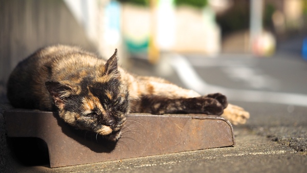 道路脇に置かれた段差プレートが大きさ的に猫にちょうどいいらしい。プレートを広く使い、日差しを存分にあびながらお昼寝中のサビネコを地面ギリギリから撮影（2016年12月 オリンパス OM-D E-M1）