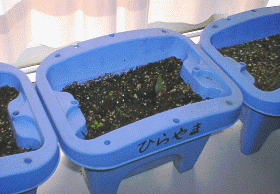 教室には生徒たちが各自で育てているチューリップの鉢植えが。教材同様芽を出し始めており、生徒たちに春の訪れを告げる