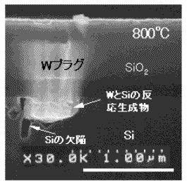 従来方法(800度)によるSBT膜形成後の回路