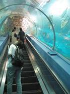パノラマ水槽のトンネル