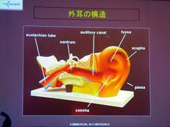 耳の形状と機能