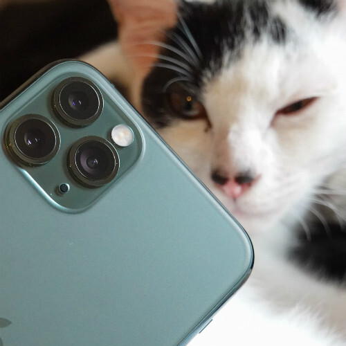 ASCII.jp：ついにiPhoneにも猫認識!? iPhone 11 Proで猫を撮る！ (1/2)