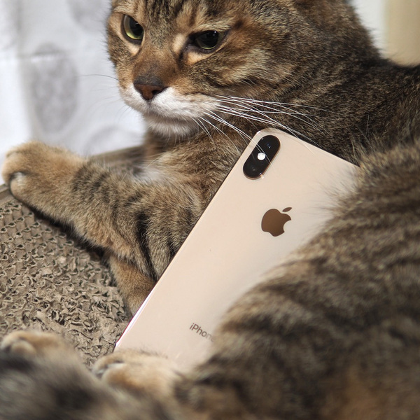 ASCII.jp：iPhone XSのポートレートモードは猫だってキレイに！ (1/2)