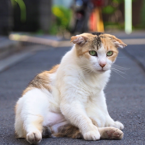 Ascii Jp 何気ない雰囲気でもかわいい住宅街の路上猫 1 2