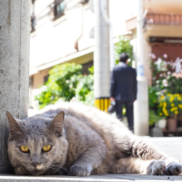 Ascii Jp 尾曲がり猫との出会い 猫の街 長崎で猫撮影 1 2