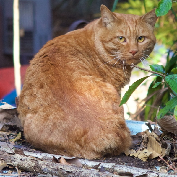 ASCII.jp：チャトラ柄の猫は明るくてフォトジェニック！ (1/2)