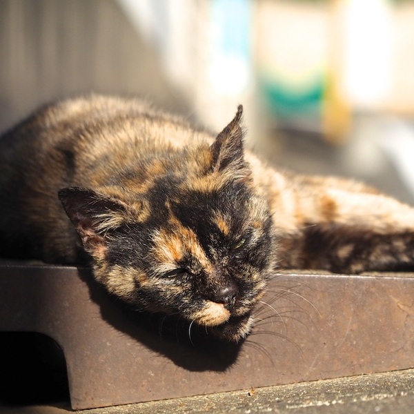 Ascii Jp 16年の1 12月までを12匹の猫写真で振り返る 1 2