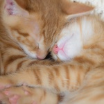 遊び疲れて……おでこをくっつけ合って眠る2匹のチャトラ子猫