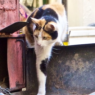 Ascii Jp けっこう毛だらけ猫灰だらけ の猫はなぜ灰だらけなのか 1 2