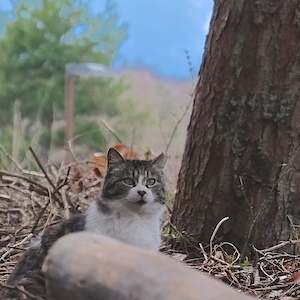 ASCII.jp：富士山麓に猫が鳴く！ 雄大な風景の中の猫たち (1/2)