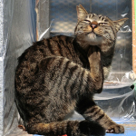 狭い路地の日向猫をカシオとオリンパスの高画質コンデジで撮る！