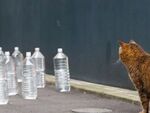 大量の猫よけペットボトル vs 地域猫