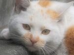オリンパス「OM-D」のフィルター機能で一風変わった猫写真を！