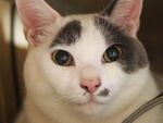 オリンパスのミラーレス一眼「OM-D」ゲットで猫撮影！
