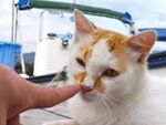 熱海猫撮り紀行その1――漁港で刺身を待つ猫