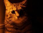光と影をうまく使っていろんな雰囲気の猫を撮る